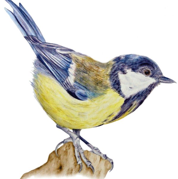 синичка на белом фоне