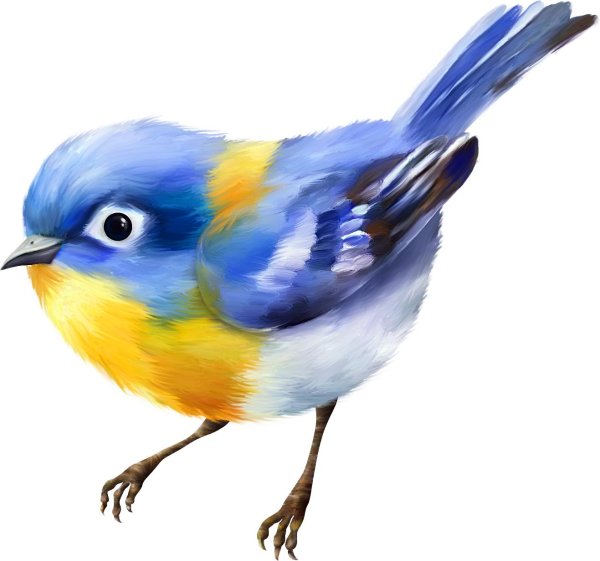 птичка синяя