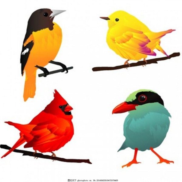 кардинал птица