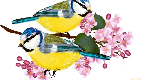 синичка на белом фоне