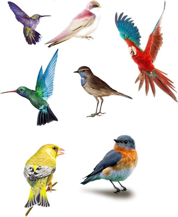 цветная птица