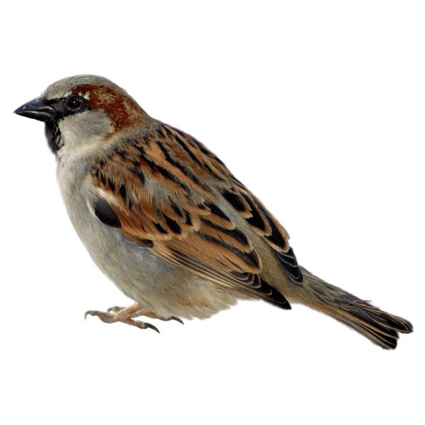 воробей на прозрачном фоне