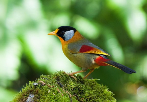 белоухий лиотрикс