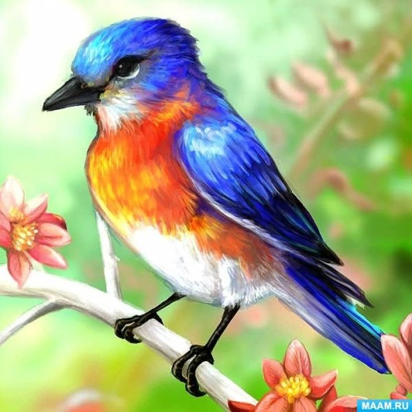 птица красивая