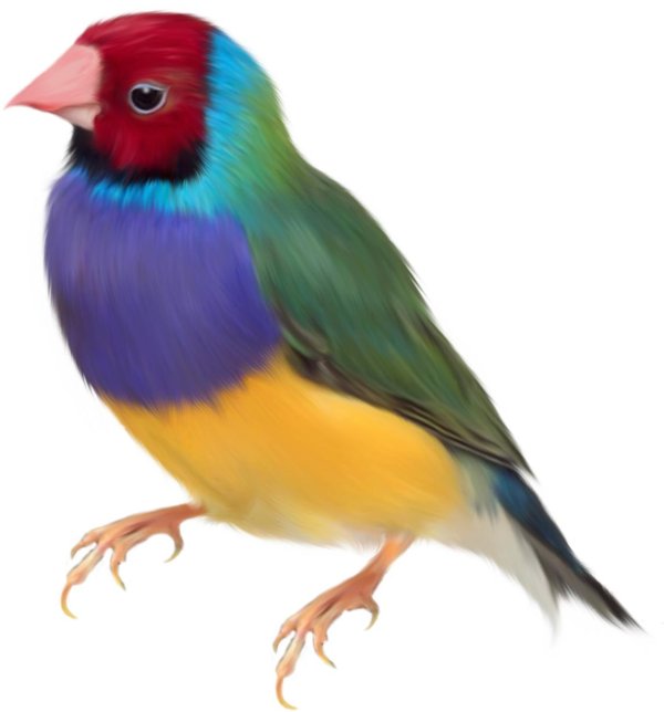 gouldian finch