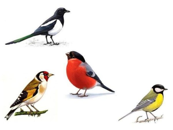 зимующая птица