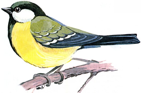 зимующие птицы синица