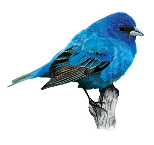 птичка синяя