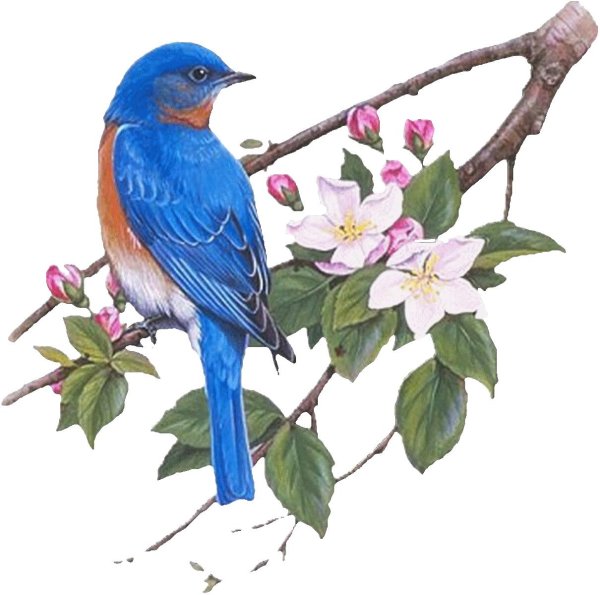 изображение птиц