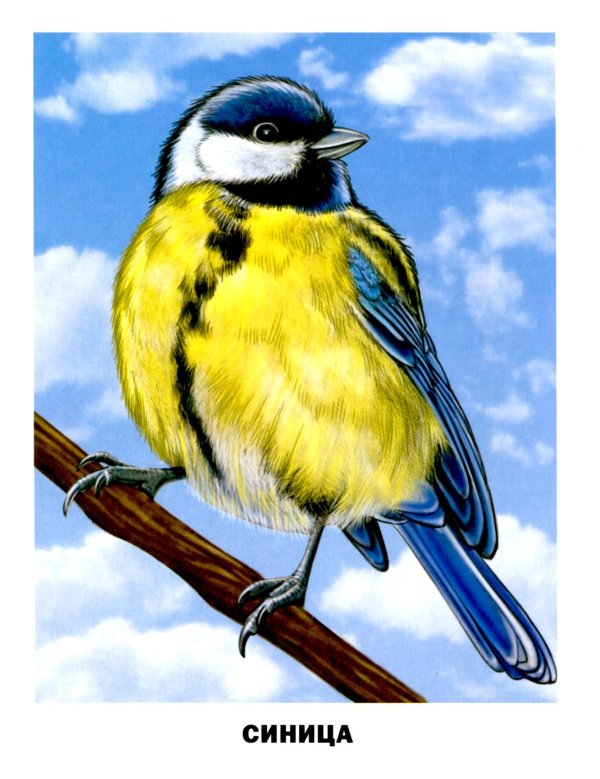 синичка лазоревка