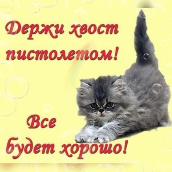 держать хвост пистолетом