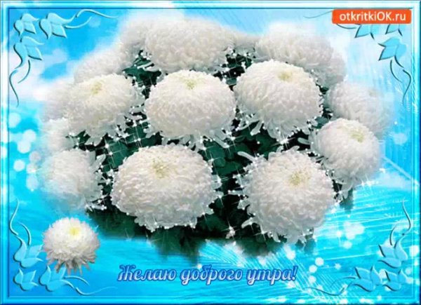 белые хризантемы