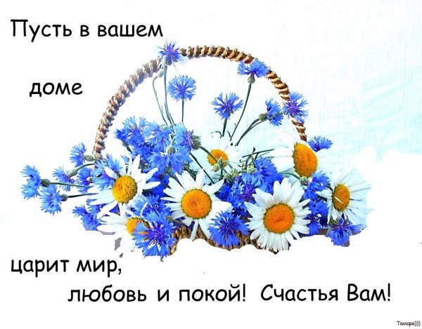 ромашки и васильки