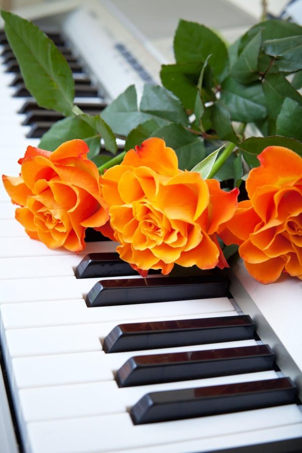 музыкальные цветы
