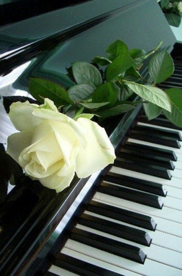 белые розы на рояле