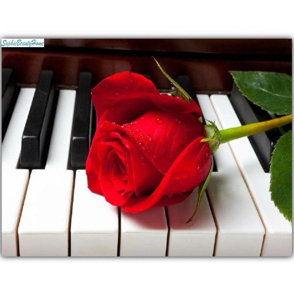 музыкальные цветы