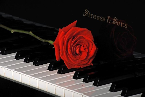 клавиши рояля