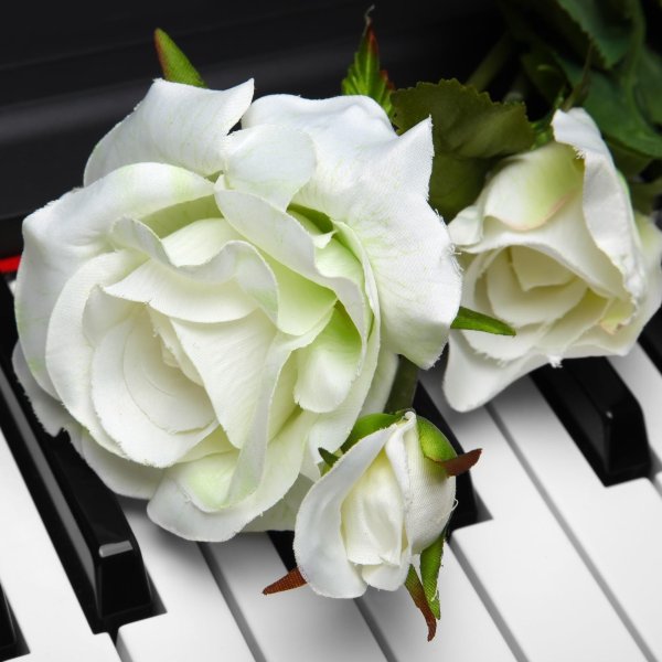 вайт пиано роза