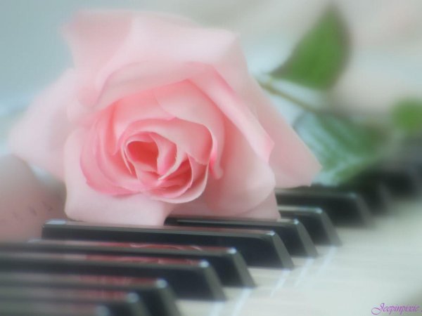 розы на рояле