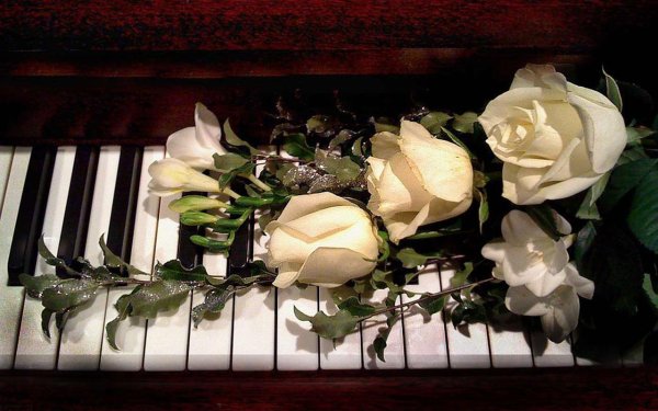 роза уайт пиано