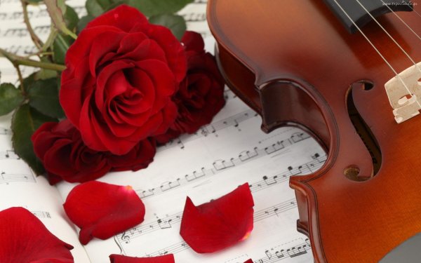 красивая скрипка