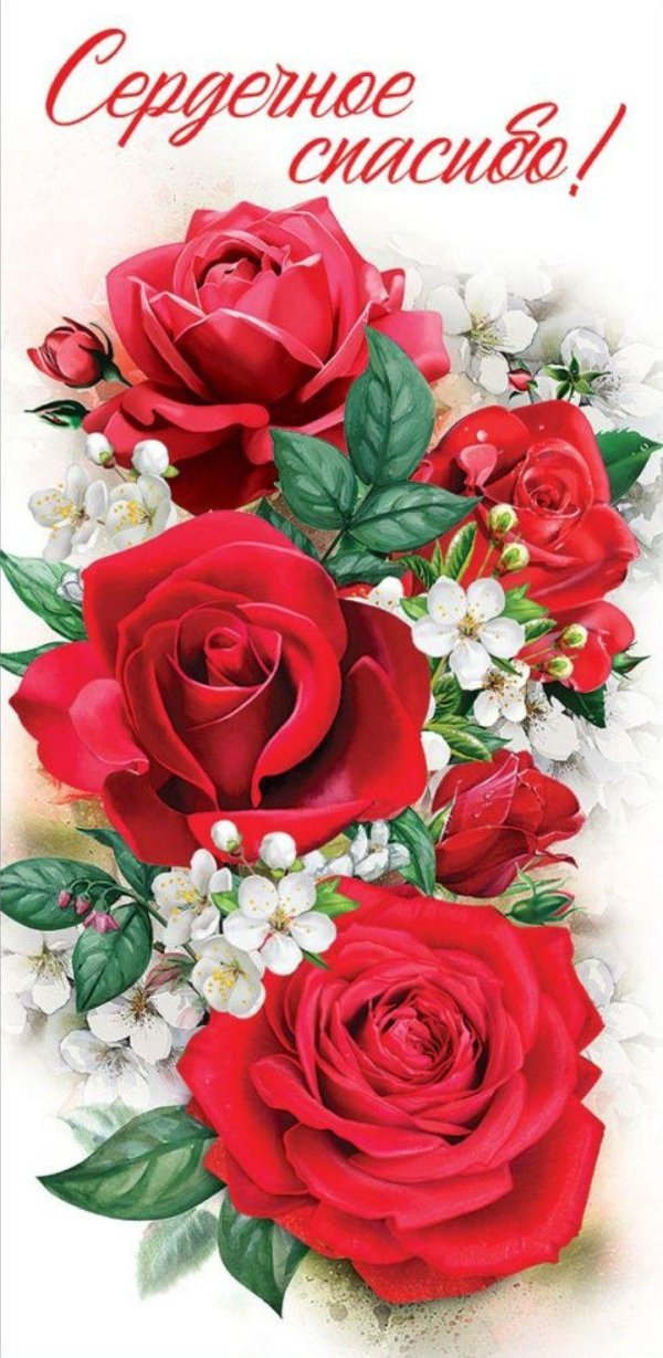 открытки цветы розы