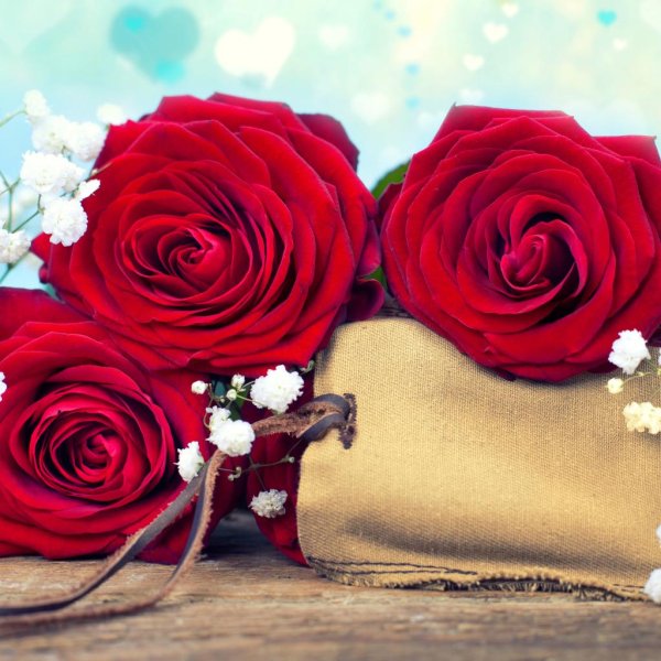 цветы красные