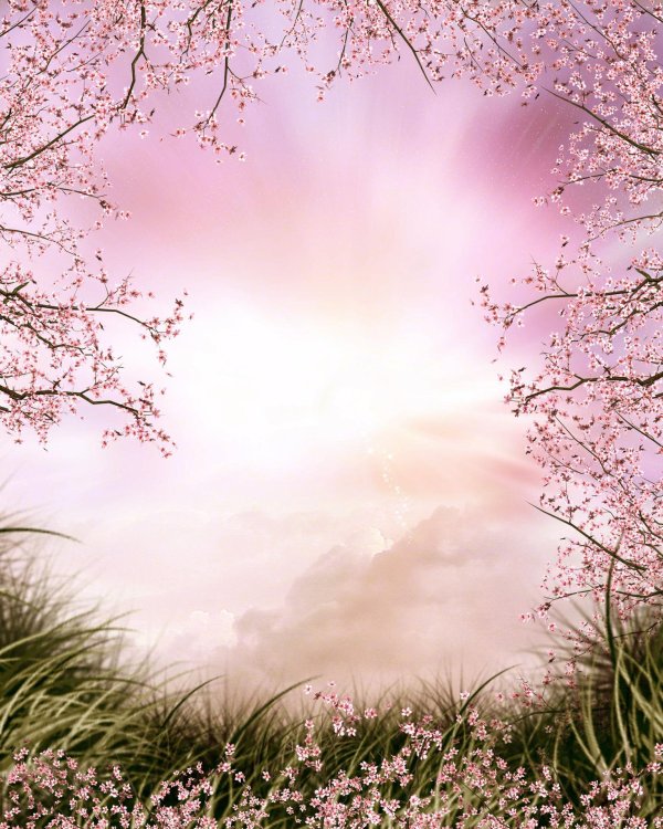 сакура на светлом фоне