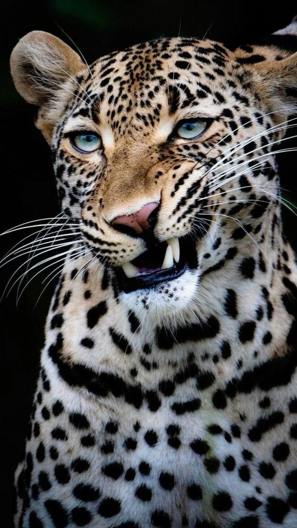 оскаленный леопард