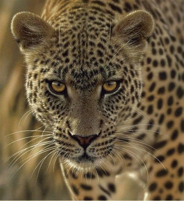 коллин богл