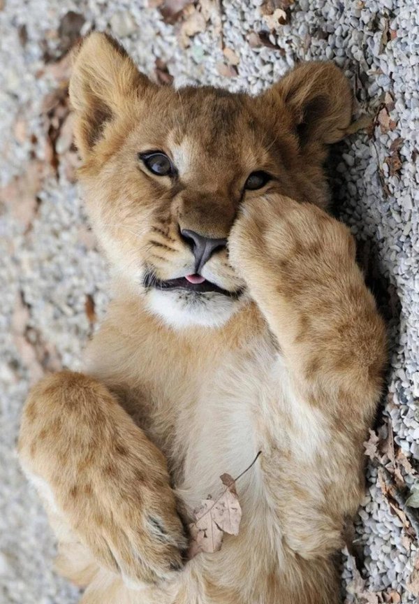 львенок милый