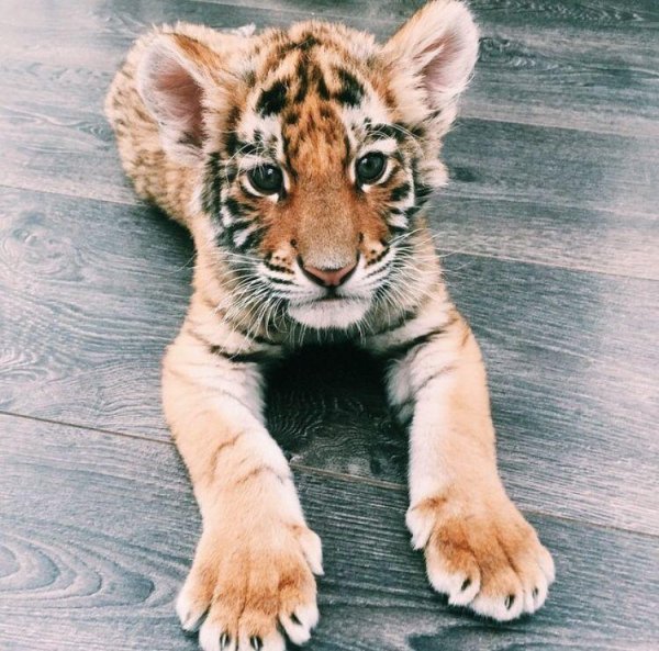 тигренок маленький