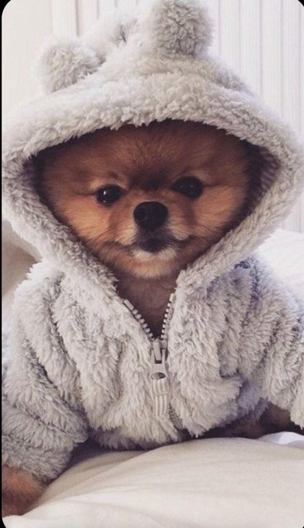 шпиц померанский