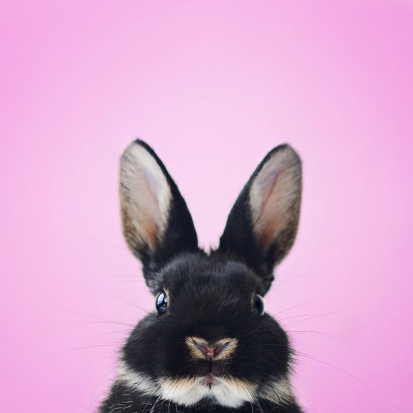 крутой кролик