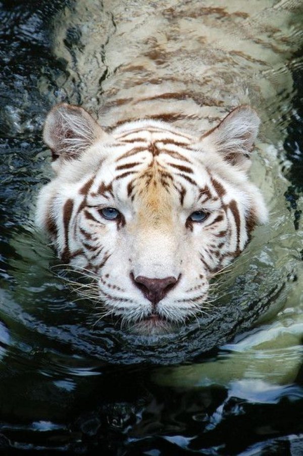 white tiger