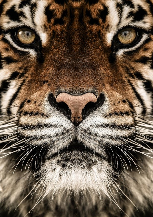 морда тигра