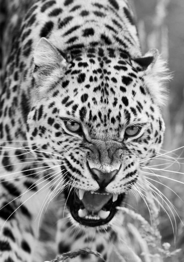 оскаленный леопард