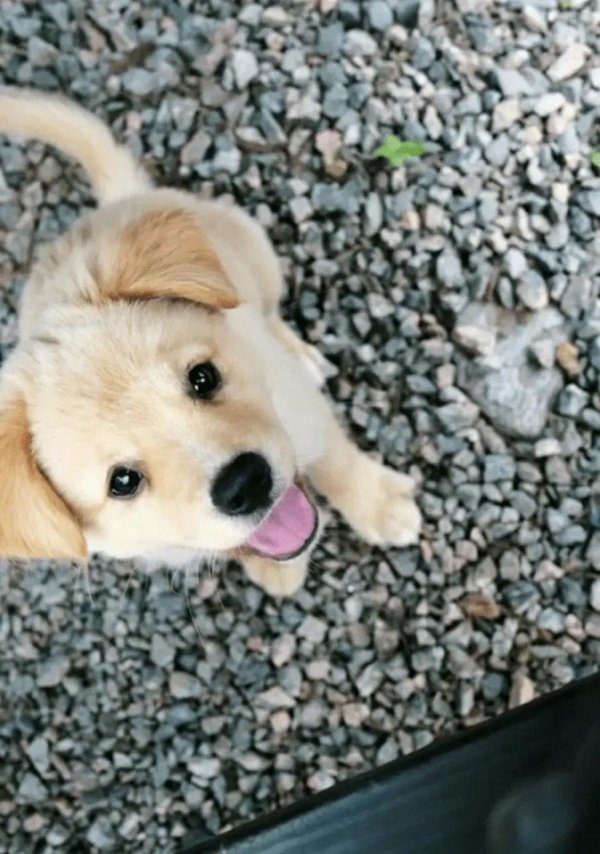 голден ретривер