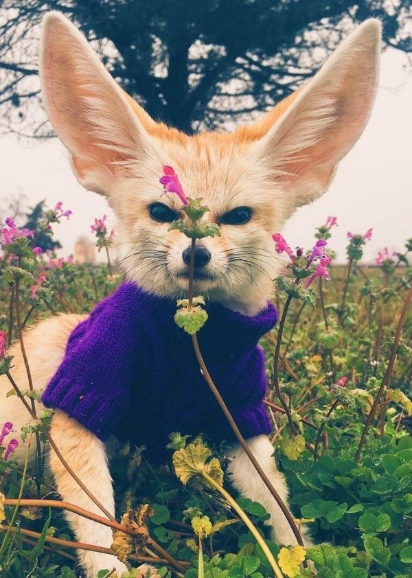 фенек домашний