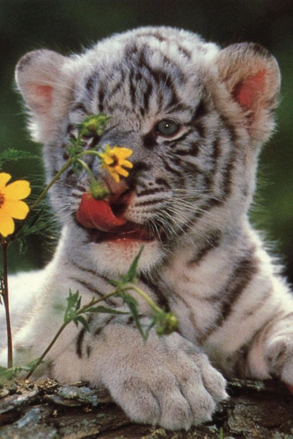 бенгальский тигренокальбинос