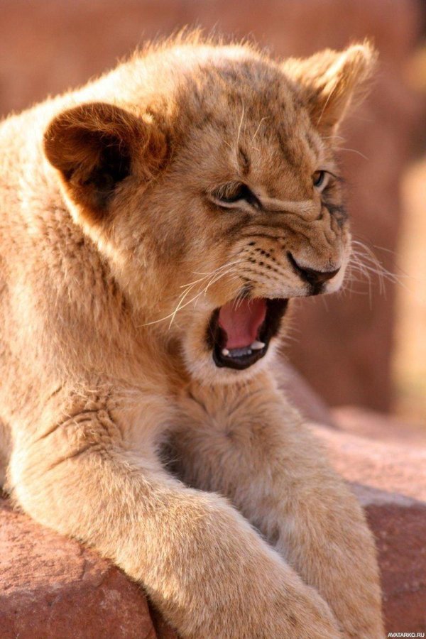 львенок рычит