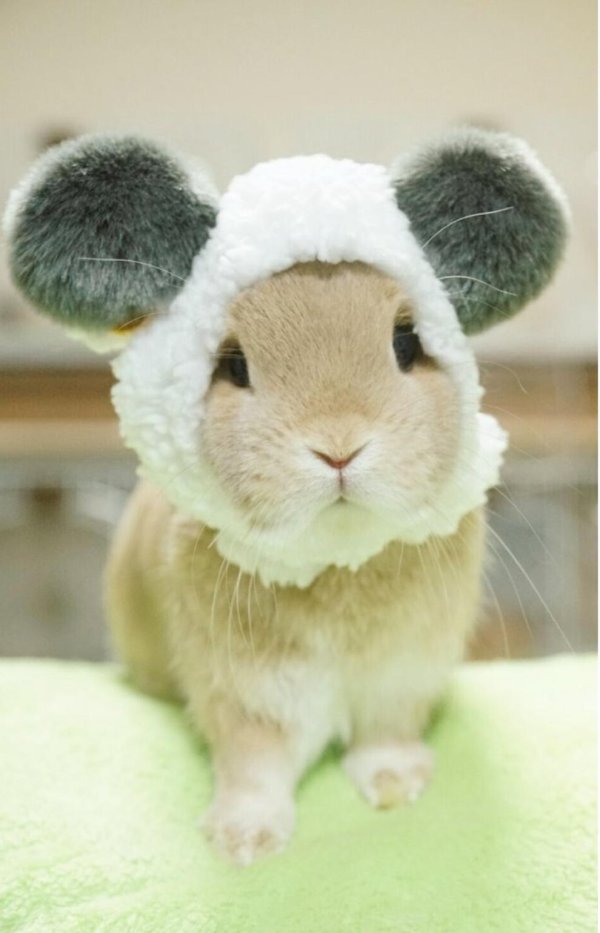 милый кролик