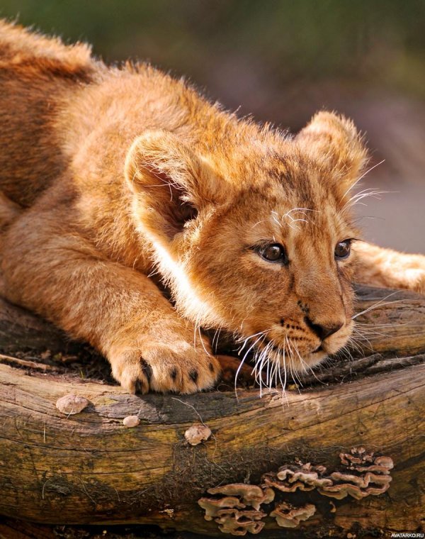 маленькие львы