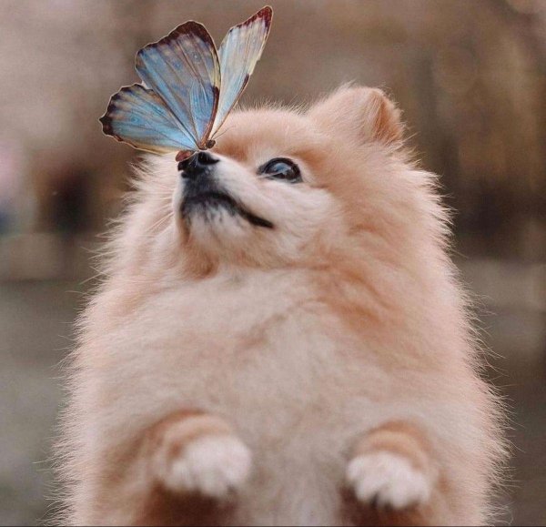 шпиц померанский