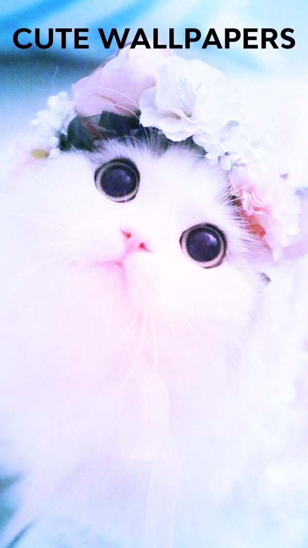 милая кошечка