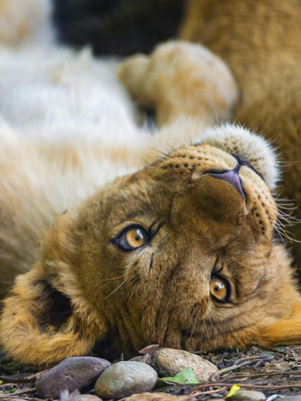 львенок милый