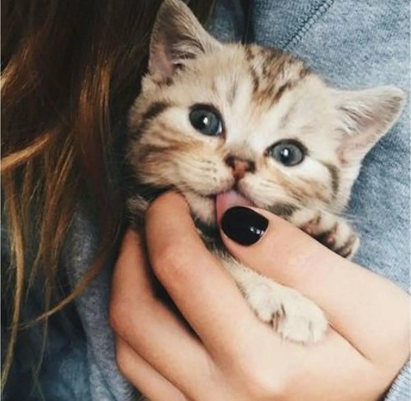 милые кошки