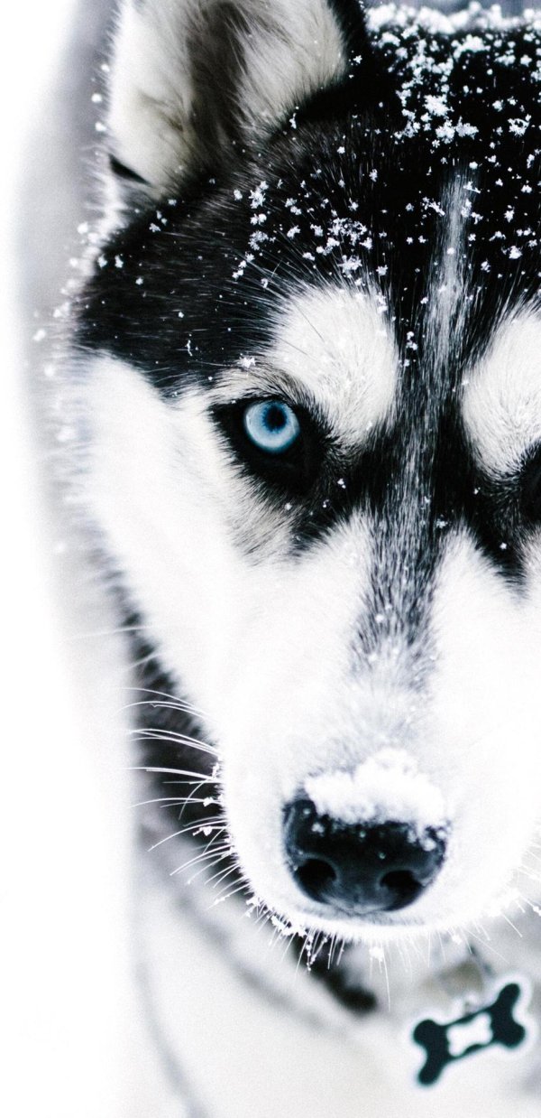 хаска собака