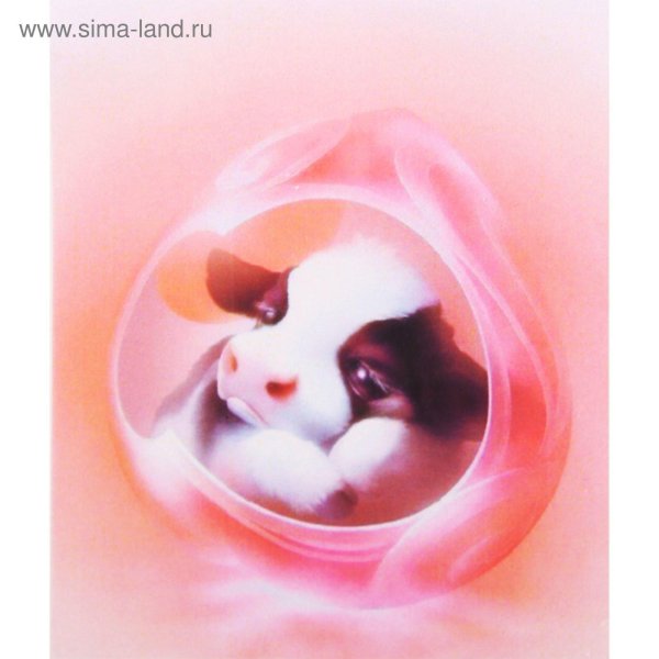 шу мизогучи животные