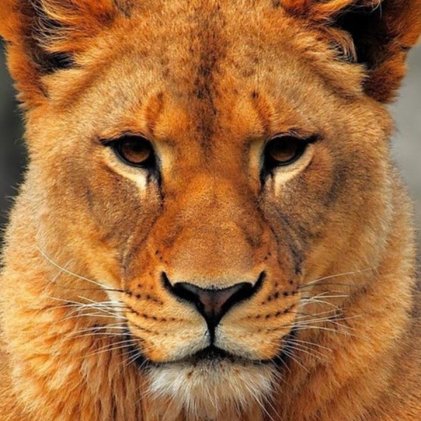 львица красивая